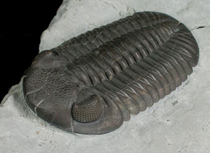 Monster Silica Eldredgeops Trilobite - #5746